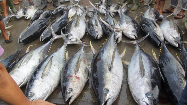 Detail Foto Ikan Tuna Terbesar Nomer 7