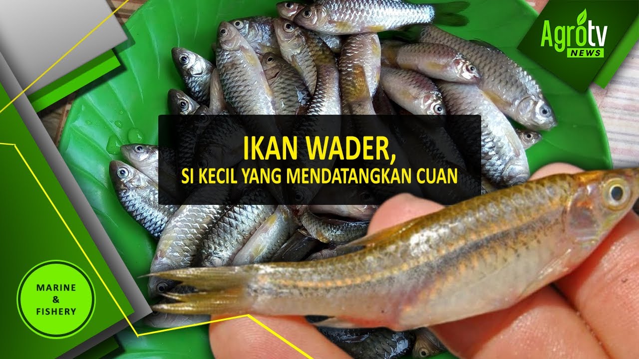 Detail Foto Ikan Wader Nomer 13