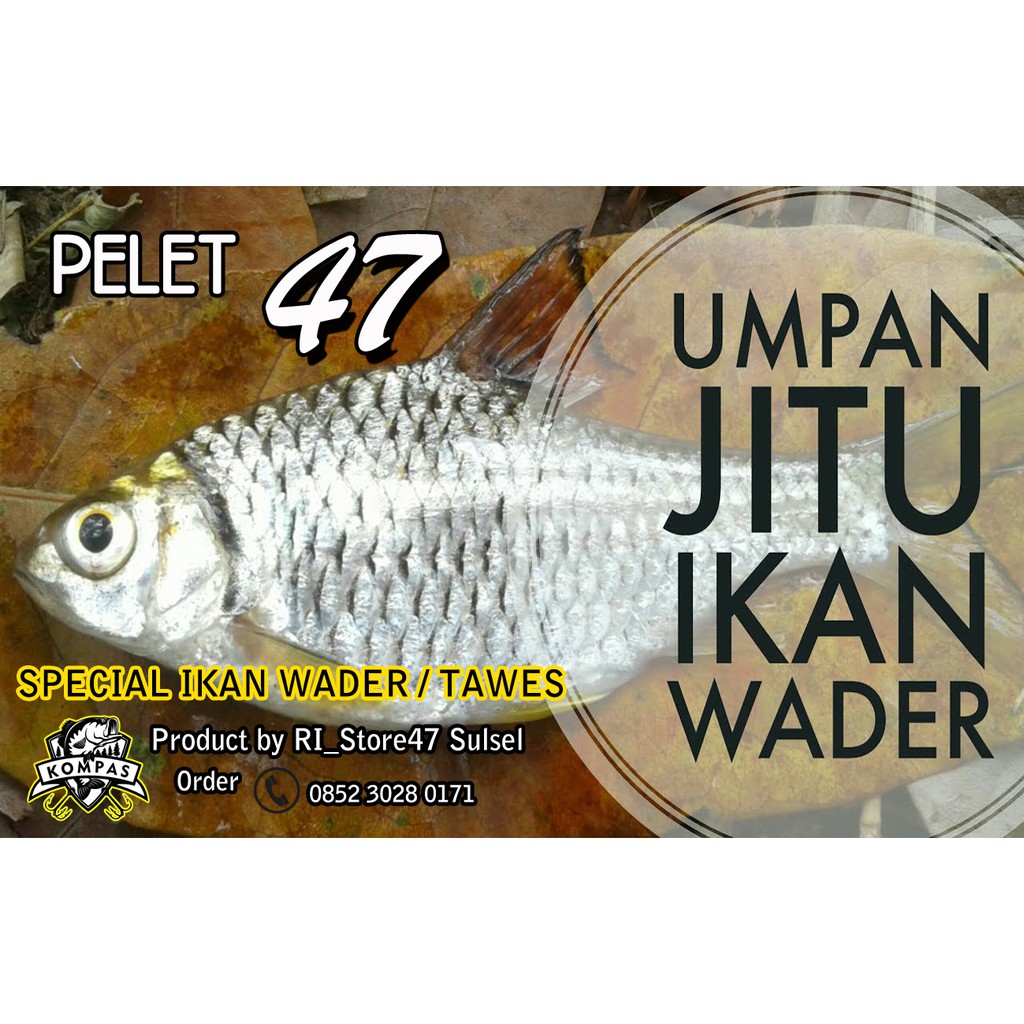 Detail Foto Ikan Wader Nomer 25