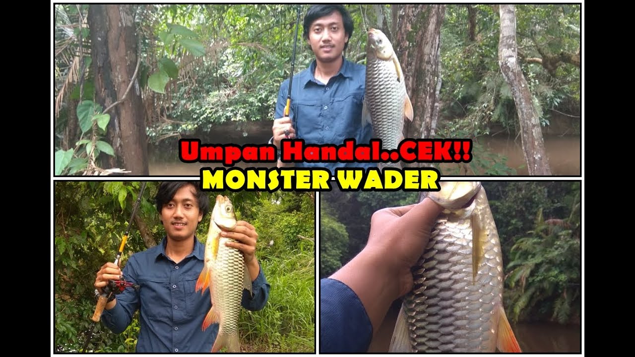 Detail Foto Ikan Wader Nomer 31