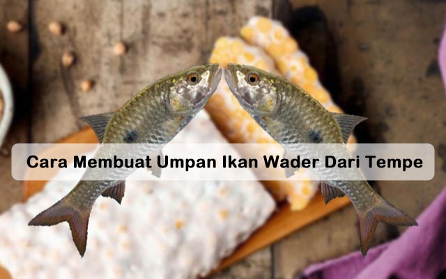 Detail Foto Ikan Wader Nomer 40