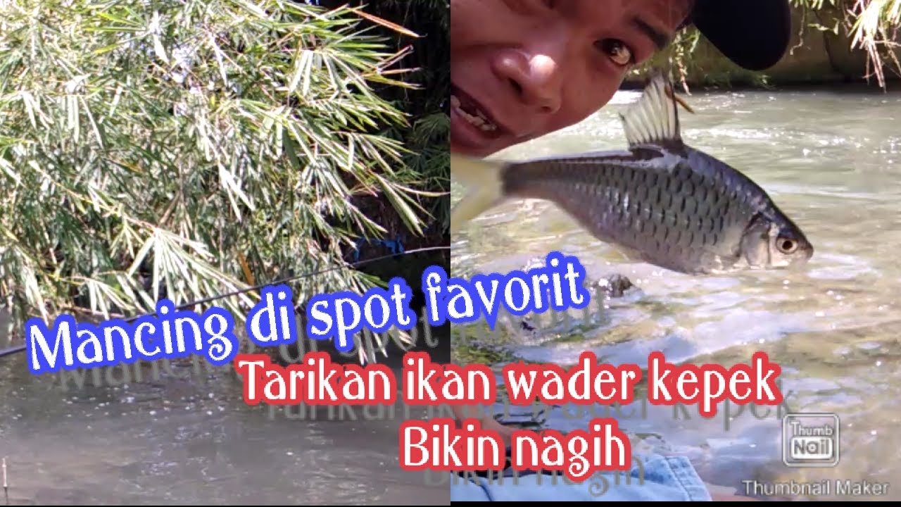 Detail Foto Ikan Wader Nomer 42