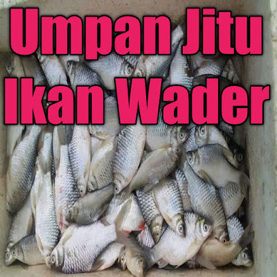 Detail Foto Ikan Wader Nomer 45