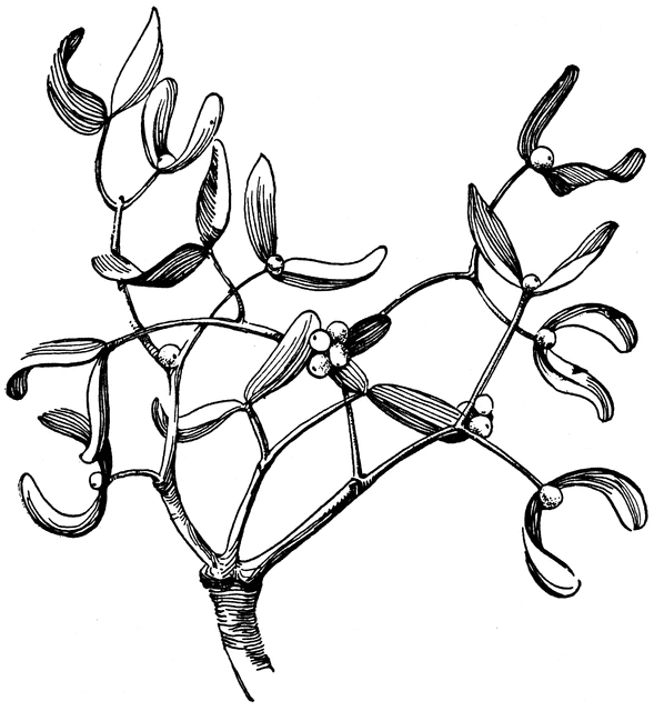 Detail Mistletoe Drawing Nomer 13
