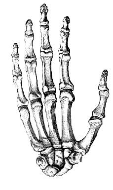 Detail Skeleton Hand Drawing Nomer 8