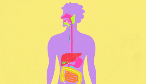 Detail Digestive System Gif Nomer 11