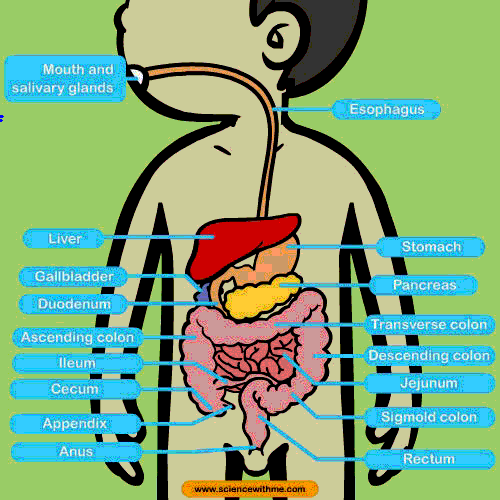 Detail Digestive System Gif Nomer 22