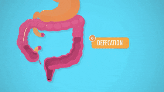 Detail Digestive System Gif Nomer 29