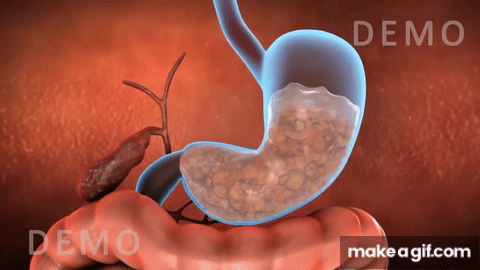Detail Digestive System Gif Nomer 37