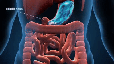 Detail Digestive System Gif Nomer 51