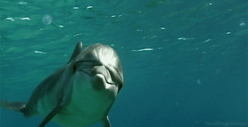 Detail Dolphin Animated Gif Nomer 19