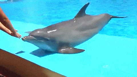 Detail Dolphin Animated Gif Nomer 28