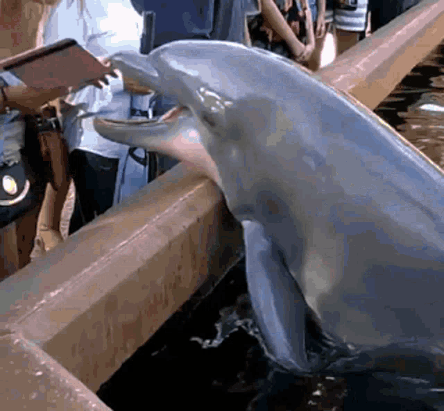 Detail Dolphin Animated Gif Nomer 41