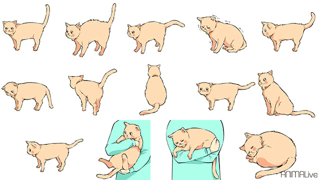 Ekor Kucing Bergerak - 42+ Koleksi Gambar
