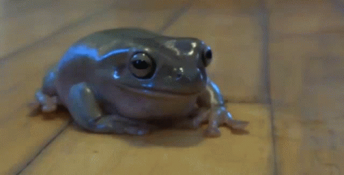 Detail Frog Gif Nomer 3