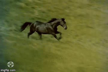 Detail Galloping Horse Gif Nomer 48
