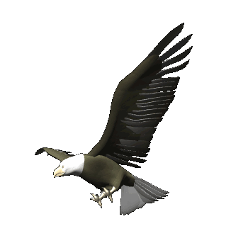 Detail Gambar Animasi Burung Terbang Nomer 9