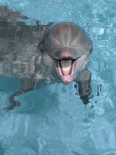 Detail Gambar Animasi Dolphin Nomer 38