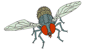 Gambar Animasi Lalat - KibrisPDR