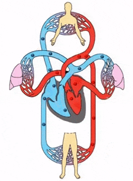 Detail Gambar Animasi Obesitas Nomer 20