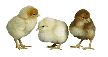 Detail Gambar Ayam Kartun Png Nomer 31
