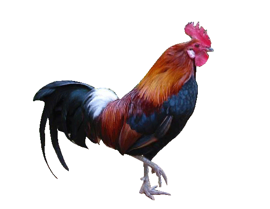 Gambar Ayam Petarung Kartun - KibrisPDR