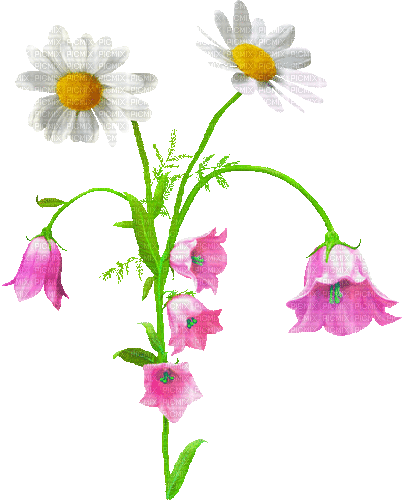Detail Gambar Bunga Daisy Kartun Nomer 4