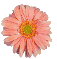 Detail Gambar Bunga Daisy Kartun Nomer 46