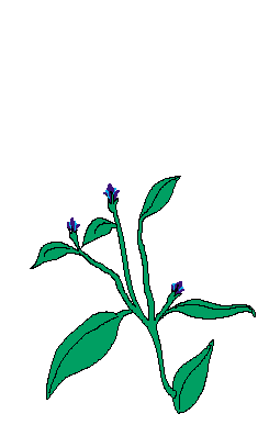 Detail Gambar Bunga Matahari Kartun Hitam Putih Nomer 35