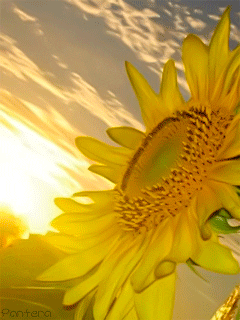 Detail Gambar Bunga Matahari Kartun Hitam Putih Nomer 41