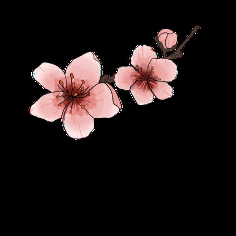 Detail Gambar Bunga Sakura Animasi Nomer 10