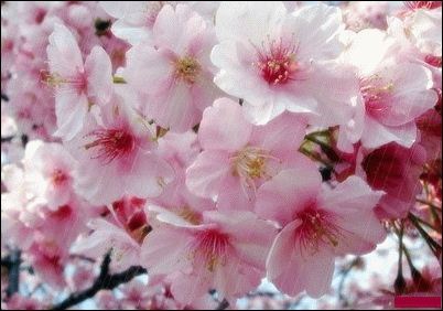 Detail Gambar Bunga Sakura Animasi Nomer 42