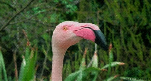 Detail Gambar Burung Flamingo Kartun Nomer 40