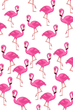 Gambar Flamingo Kartun Wallpaper - KibrisPDR