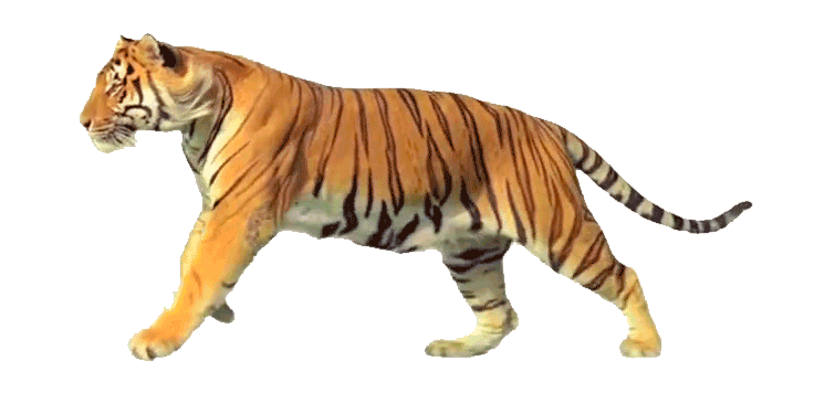 Detail Gambar Harimau Animasi Nomer 11