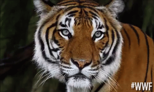 Detail Gambar Harimau Sumatera Kartun Nomer 11