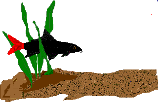 Detail Gambar Ikan Buntal Kartun Nomer 35
