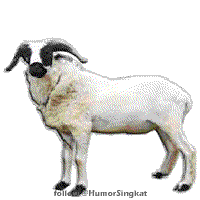 Detail Gambar Kambing Kurban Kartun Nomer 22