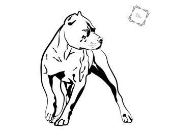 Detail Amerikanischer Pitbull Welpe Nomer 4