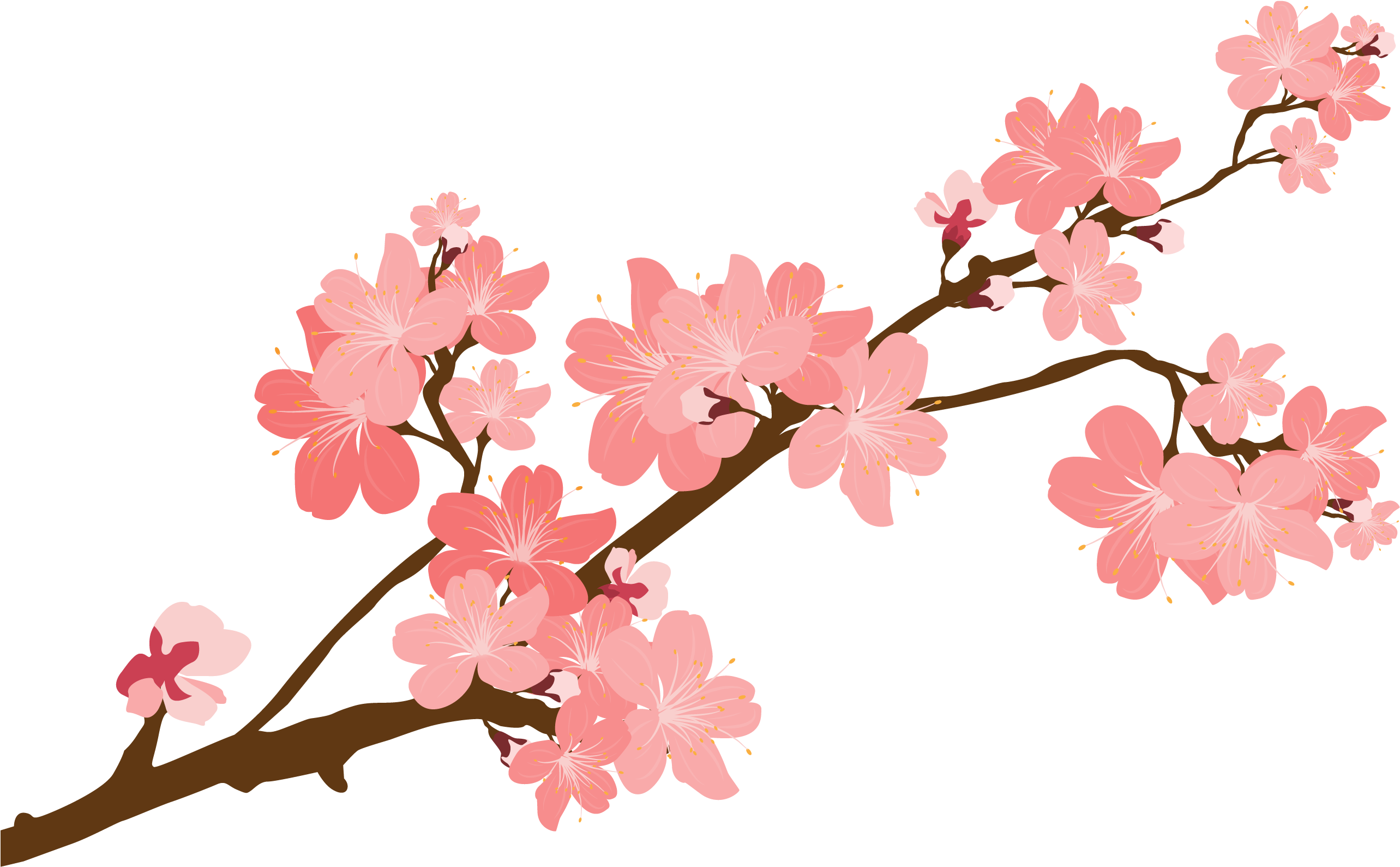 Cherry Blossom Png Image - KibrisPDR