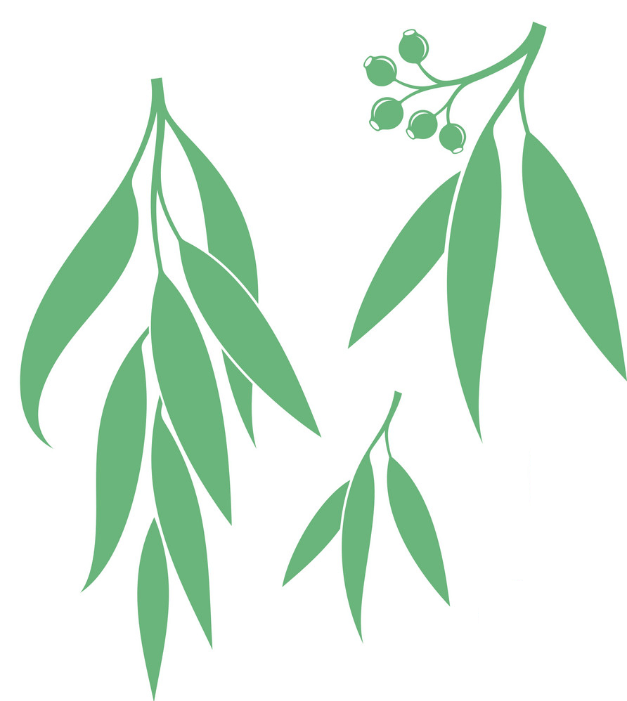 Detail Clipart Eukalyptus Nomer 8