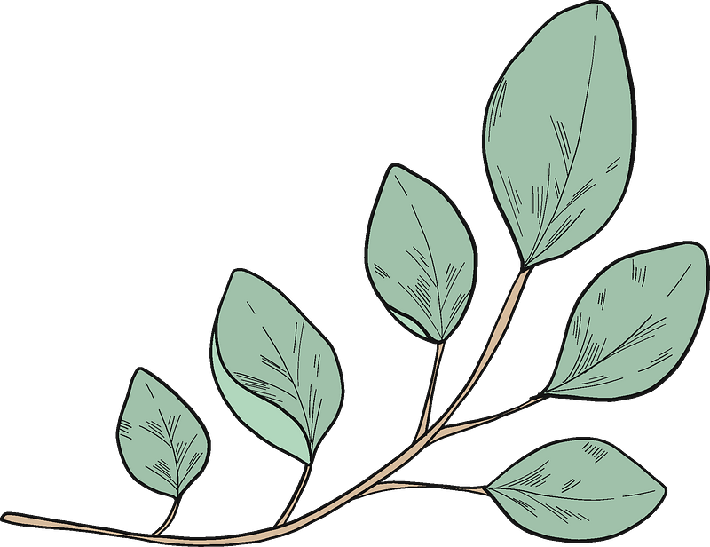 Detail Clipart Eukalyptus Nomer 17