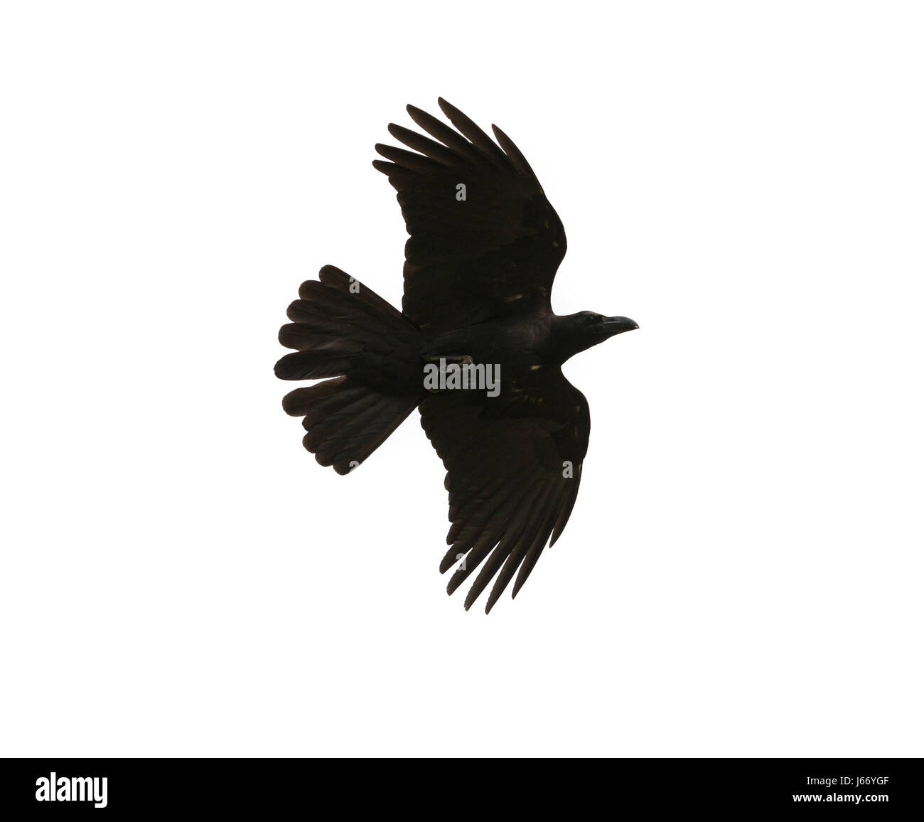 Download Crow Flying Nomer 8