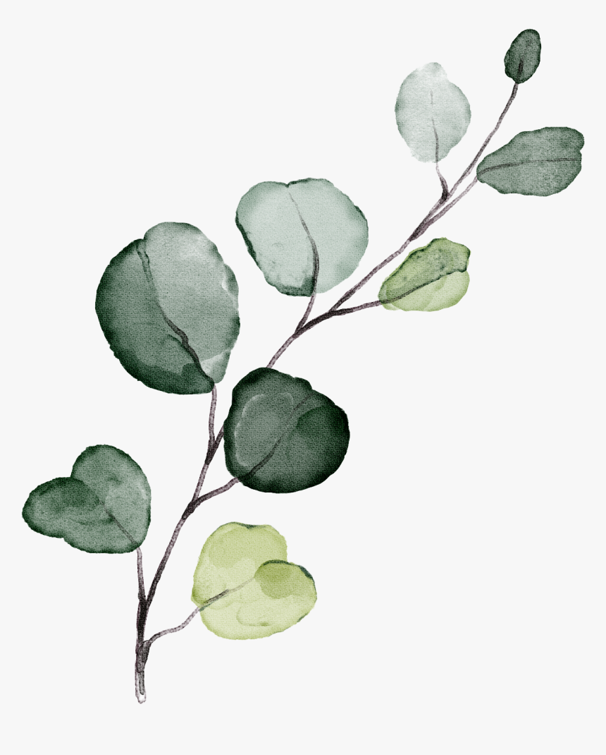 Eukalyptus Png Free - KibrisPDR