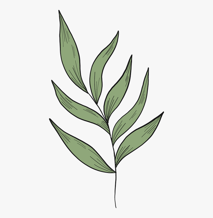 Detail Eukalyptus Png Free Nomer 8