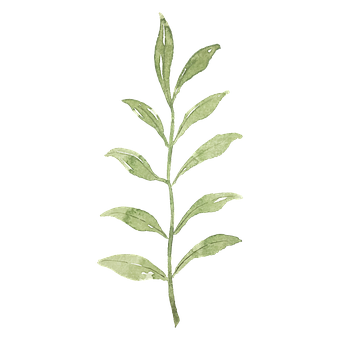 Detail Eukalyptus Png Free Nomer 9