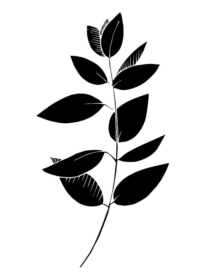 Detail Eukalyptus Png Free Nomer 5