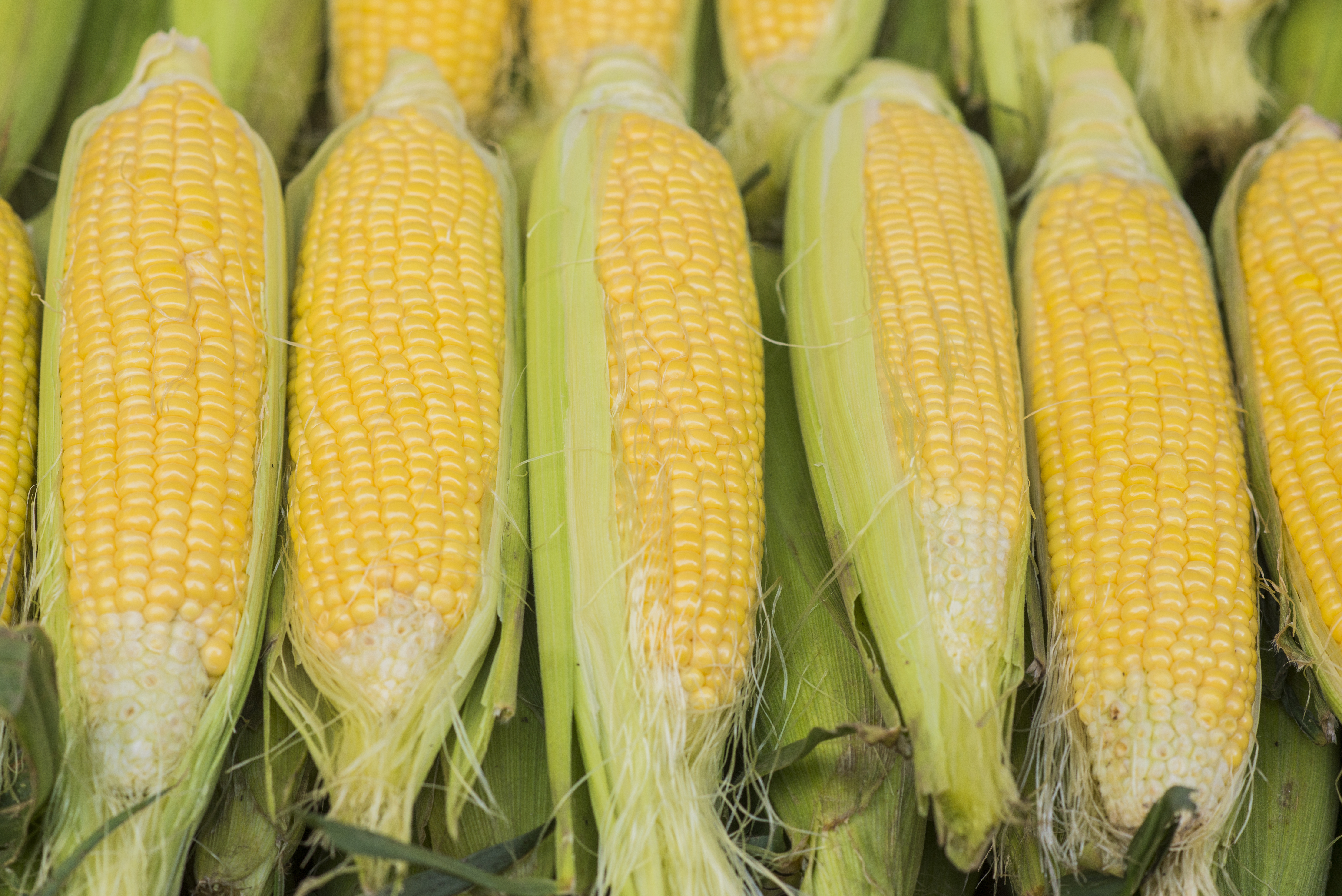 Detail Foto Jagung Manis Nomer 16