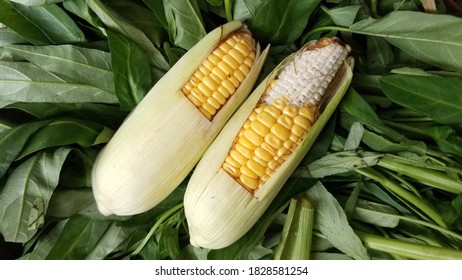 Detail Foto Jagung Manis Nomer 21