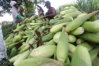 Detail Foto Jagung Manis Nomer 23